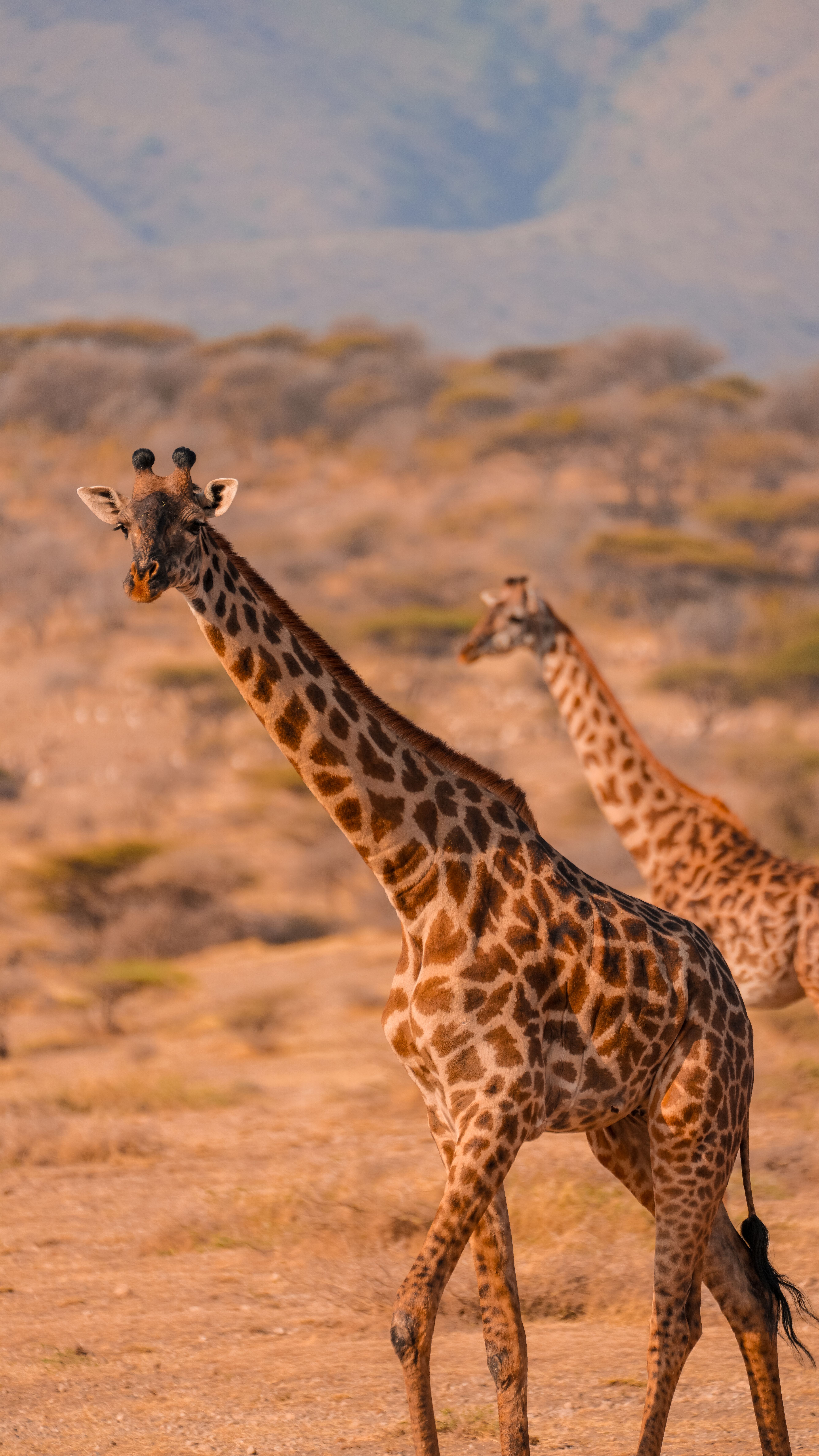 Safari África 1