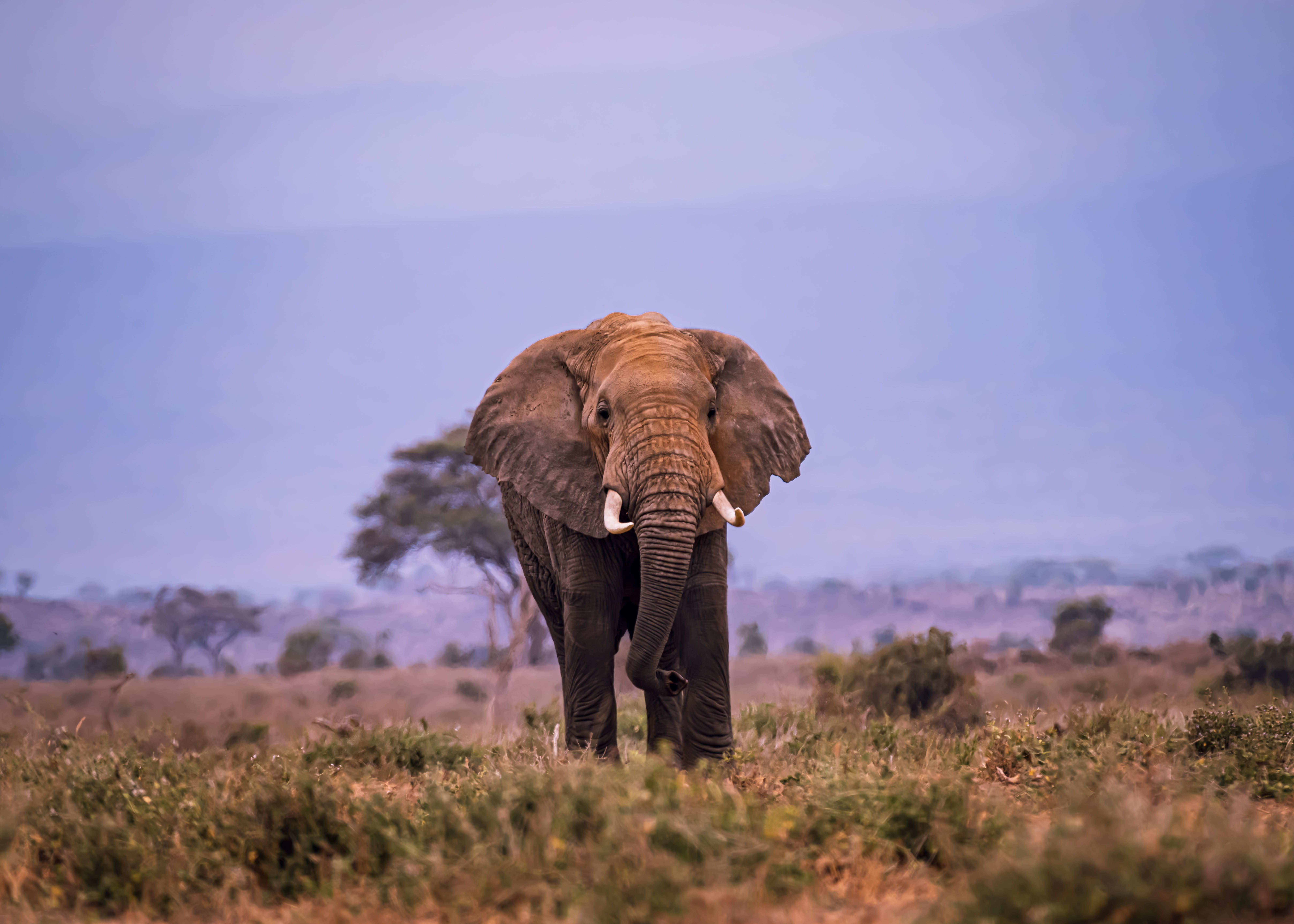 Safari África 3