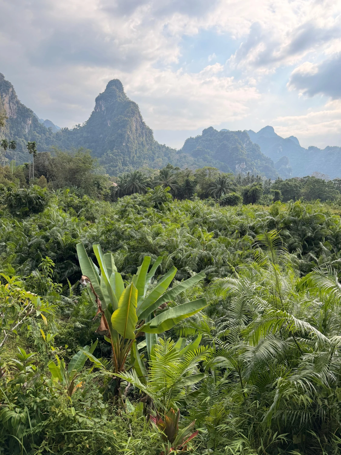 8. Adentrándonos en la jungla de Khao Sok